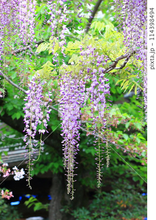 西新井大師　牡丹園　（足立区西新井）　　　 114398494