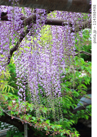 西新井大師　牡丹園　（足立区西新井）　　　 114398498