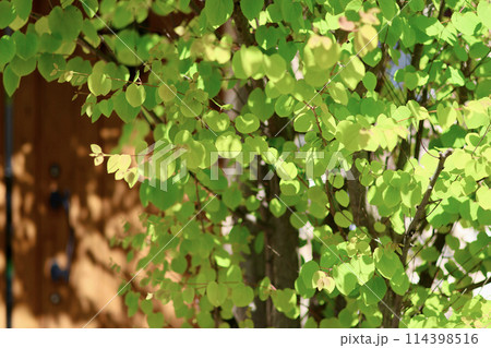 カツラの木　新緑の葉っぱ　ハート型の美しい葉　初夏を感じさせるこもれび　緑の背景 114398516