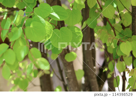 カツラの木　新緑の葉っぱ　ハート型の美しい葉　初夏を感じさせるこもれび　緑の背景 114398529