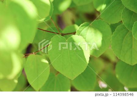 カツラの木　新緑の葉っぱ　ハート型の美しい葉　初夏を感じさせるこもれび　緑の背景 114398546