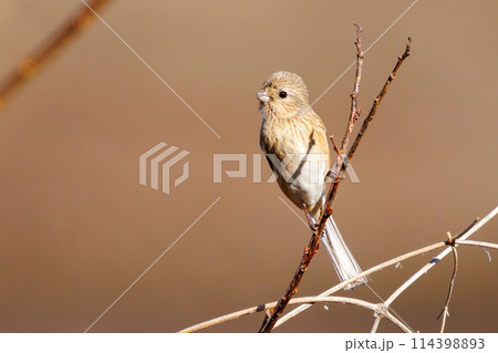 可愛いベニマシコ（アトリ科）。日本国栃木県栃木市、渡良瀬遊水地にて。 ラムサール条約登録。 2024 114398893