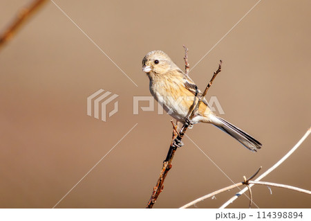 可愛いベニマシコ(アトリ科)。日本国栃木県栃木市、渡良瀬遊水地にて。 ラムサール条約登録。 2024 可愛いベニマシコ(アトリ科)。日本国栃木県栃木市、渡良瀬遊水地にて。 ラムサール条約登録。 2024 114398894