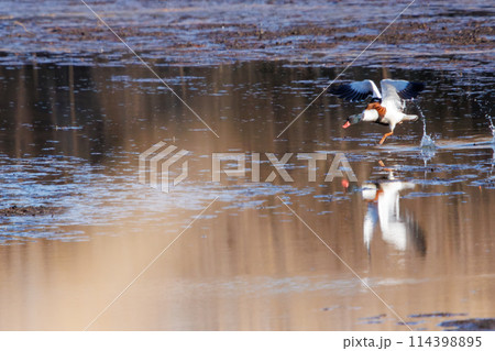 飛翔する美しく大きなツクシガモ（カモ科）。日本国栃木県栃木市、渡良瀬遊水地にて。 ラムサール条約登録 114398895