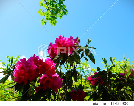 初夏の都立大泉中央公園 114399003