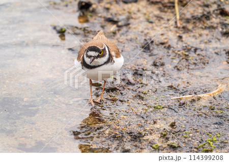Little ringed plover (Charadrius dubius), bird standing on the lake shore 114399208