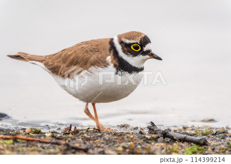 Little ringed plover (Charadrius dubius), bird standing on the lake shore 114399214