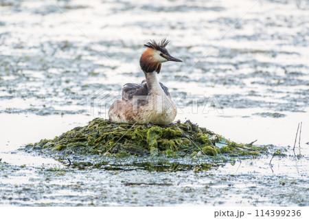 Great Crested Grebe, Podiceps cristatus, water bird sitting on the nest, nesting time on the green lake Great Crested Grebe, Podiceps cristatus, water bird sitting on the nest, nesting time on the green lake 114399236