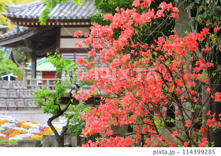 西新井大師　境内のツツジ　（足立区西新井）　　　 114399285