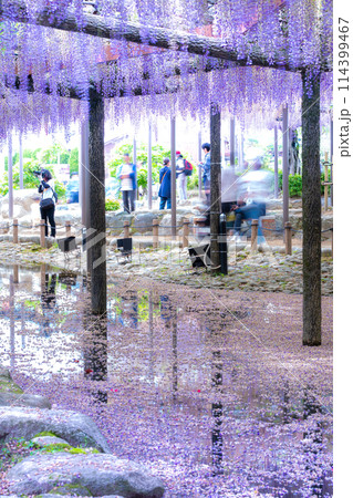 愛知県津島市　天王川公園の藤棚と花筏 114399467