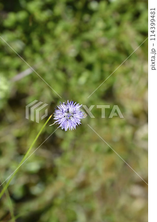 Globe daisy Globe daisy 114399481