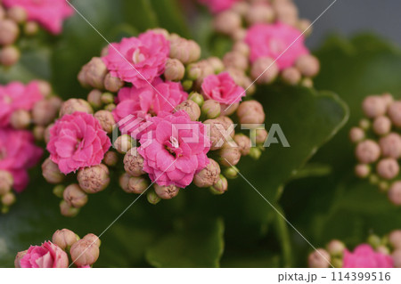 Florist kalanchoe 114399516