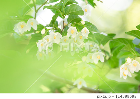 白いエゴノキの花緑の手前ボケ爽やかな初夏の花 114399698