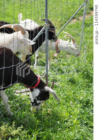 ヤギの家族 ヤギの家族 114399740