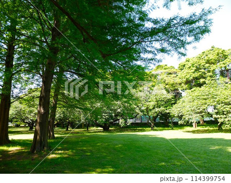 初夏の埼玉県和光樹林公園 114399754