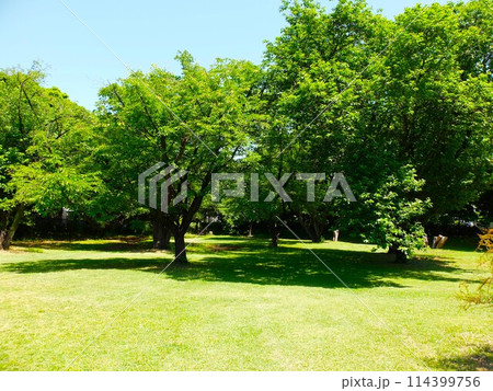 初夏の埼玉県和光樹林公園 114399756