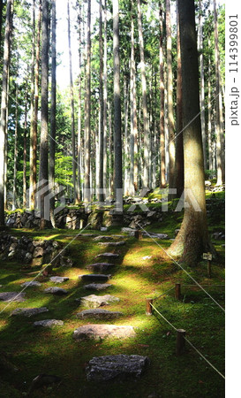 苔庭の石の道 苔庭の石の道 114399801
