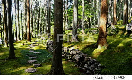 苔庭の風景 114399803