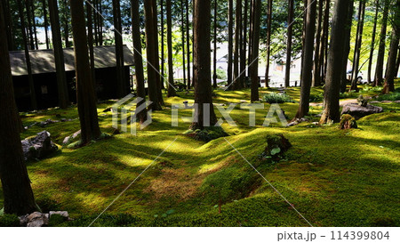 苔庭の風景 苔庭の風景 114399804
