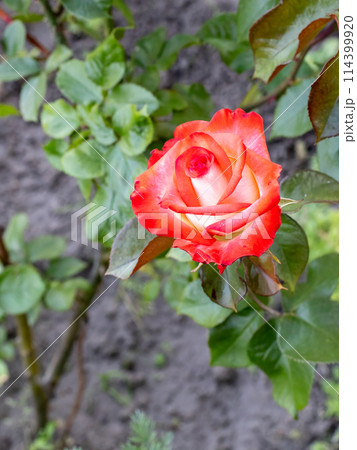 Bud of red rose growing on the flower bed. Bud of red rose growing on the flower bed. 114399920