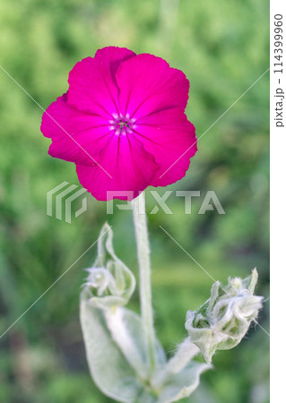 Bud of Silene coronaria with a garden on the background. 114399960