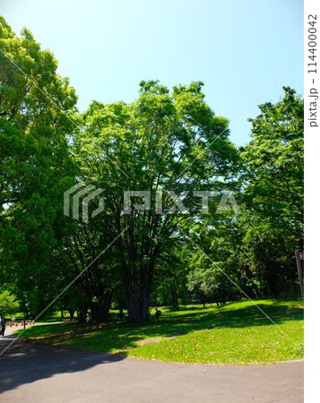 初夏の埼玉県和光樹林公園 初夏の埼玉県和光樹林公園 114400042