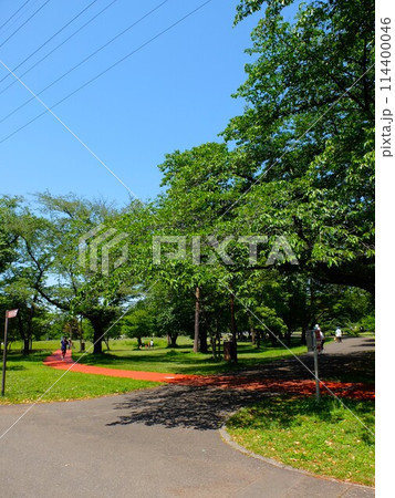 初夏の埼玉県和光樹林公園 114400046