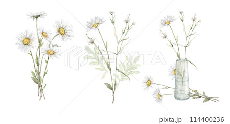 Watercolor set of bouquets with flowers daisy. Hand drawing illustration of chamomile in glass jar. White yellow flowers on isolated background. Floral print illustration. Field bouquet in vase. Watercolor set of bouquets with flowers daisy. Hand drawing illustration of chamomile in glass jar. White yellow flowers on isolated background. Floral print illustration. Field bouquet in vase. 114400236