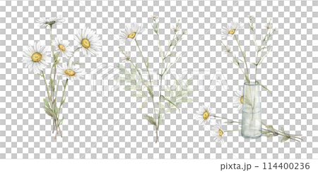 Watercolor set of bouquets with flowers daisy. Hand drawing illustration of chamomile in glass jar. White yellow flowers on isolated background. Floral print illustration. Field bouquet in vase. Watercolor set of bouquets with flowers daisy. Hand drawing illustration of chamomile in glass jar. White yellow flowers on isolated background. Floral print illustration. Field bouquet in vase. 114400236