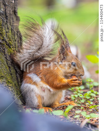 Squirrel eats a nut while sitting in green grass. Eurasian red squirrel, Sciurus vulgaris Squirrel eats a nut while sitting in green grass. Eurasian red squirrel, Sciurus vulgaris 114400473