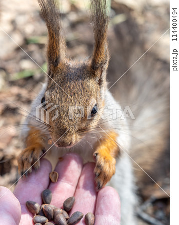 A squirrel in the spring or autumn eats nuts from a human hand. Eurasian red squirrel, Sciurus vulgaris A squirrel in the spring or autumn eats nuts from a human hand. Eurasian red squirrel, Sciurus vulgaris 114400494