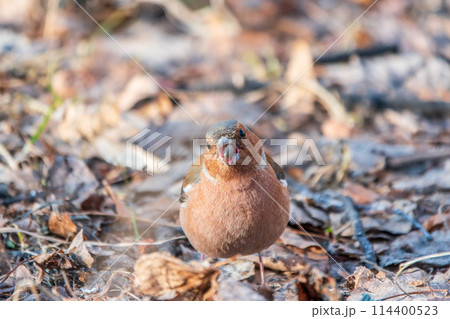 Common chaffinch, Fringilla coelebs, sits on the ground in spring. Common chaffinch in wildlife. 114400523