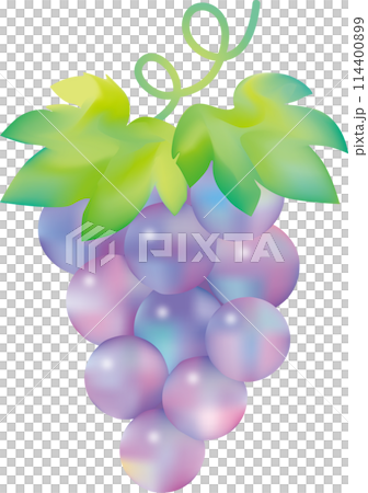 Cute rainbow colored watercolor grape illustration 114400899
