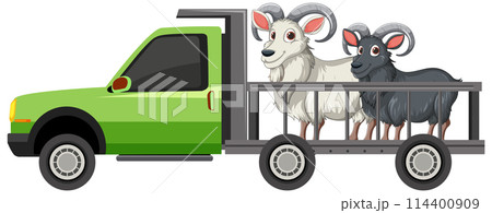 Rams Transported in Pickup Truck 114400909
