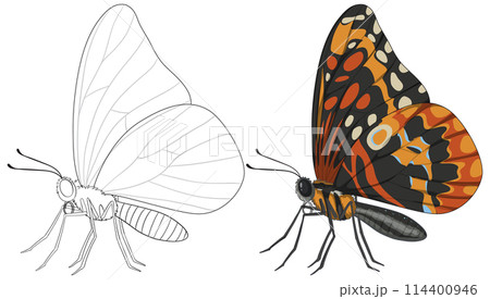 Butterfly Illustration: From Outline to Color 114400946