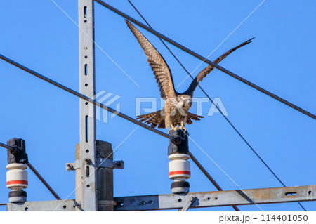 狩りのために飛翔する美しいウスハヤブサ(ハヤブサ科)。日本国栃木県群馬市、渡良瀬遊水地にて。 ラムサ 狩りのために飛翔する美しいウスハヤブサ(ハヤブサ科)。日本国栃木県群馬市、渡良瀬遊水地にて。 ラムサ 114401050