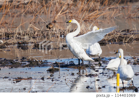 羽ばたく美しく大きなオオハクチョウ、コハクチョウ（カモ科）の群れ。日本国栃木県群馬市、渡良瀬遊水地に 114401069