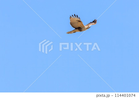 狩りのために葦原を飛翔する美しいノスリ（タカ科）。日本国栃木県群馬市、渡良瀬遊水地にて。 ラムサール 114401074