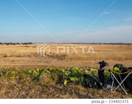 夕暮れの美しく広大な葦原と私のカメラ。日本国栃木県栃木市、渡良瀬遊水地にて。 ラムサール条約登録。 114401371
