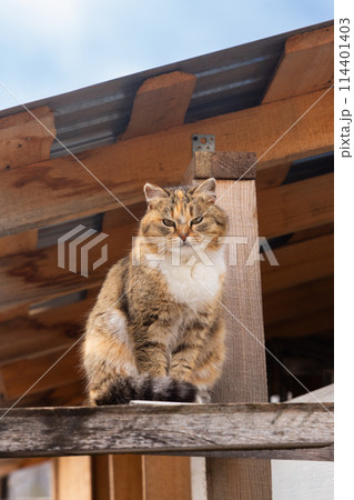 kitten cat gazes at camera and sits on roof. care and help homeless animals, abandoned pets. animal protection kitten cat gazes at camera and sits on roof. care and help homeless animals, abandoned pets. animal protection 114401403