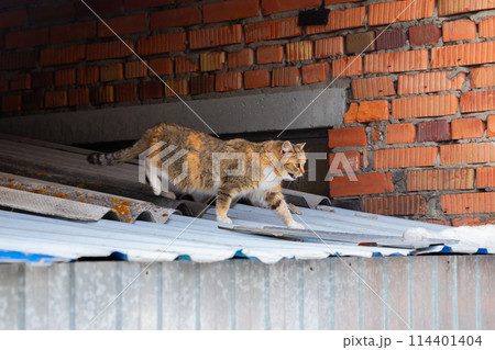beige brown cat kitten walks on roof and meows. care and help homeless animals, abandoned pets beige brown cat kitten walks on roof and meows. care and help homeless animals, abandoned pets 114401404