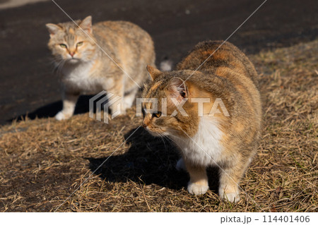 mother cat and adult kitten on the grass outside. hungry cat family. care and help homeless animals, abandoned pets. animal protection 114401406