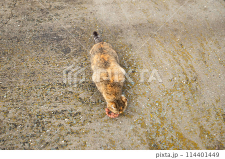 pregnant cat eating outside. animal protection, care and help about homeless animals, abandoned pets pregnant cat eating outside. animal protection, care and help about homeless animals, abandoned pets 114401449
