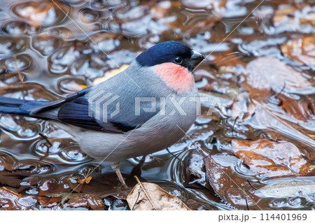 水を飲むため小川に下りた可愛いウソ(アトリ科)。日本国千葉県市川市、大町公園自然観察園にて。 202 水を飲むため小川に下りた可愛いウソ(アトリ科)。日本国千葉県市川市、大町公園自然観察園にて。 202 114401969