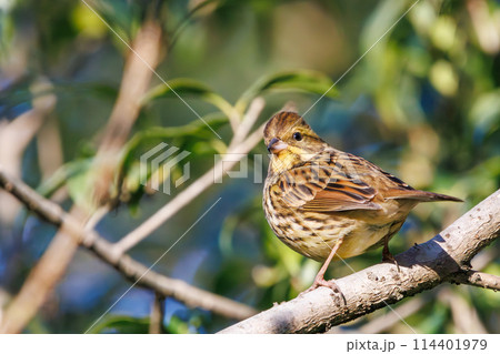 餌を探す可愛いアオジ(ホオジロ科)。日本国千葉県市川市、大町公園自然観察園にて。 2024年1月撮影 餌を探す可愛いアオジ(ホオジロ科)。日本国千葉県市川市、大町公園自然観察園にて。 2024年1月撮影 114401979