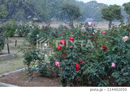 荒尾市 おもやい市民花壇 バラの花、 荒尾市 おもやい市民花壇 バラの花、 114402050
