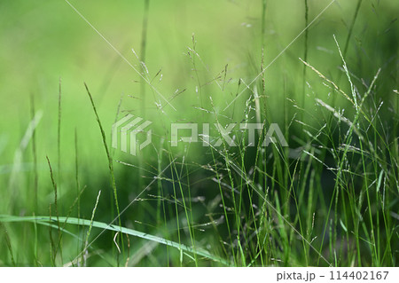 初夏のカゼクサ（風草） 114402167