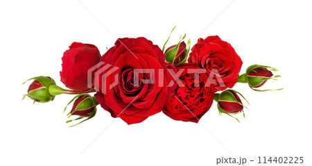Red rose flowers in a line arrangement isolated on white Red rose flowers in a line arrangement isolated on white 114402225