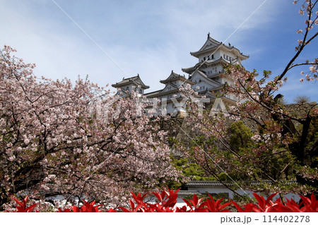 日本の城 姫路城 満開の桜に彩られた春の景観 日本の城 姫路城 満開の桜に彩られた春の景観 114402278