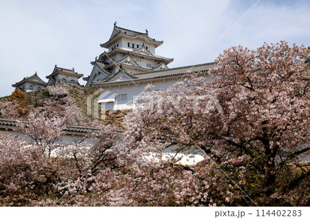 日本の城 姫路城 満開の桜に彩られた春の景観 日本の城 姫路城 満開の桜に彩られた春の景観 114402283